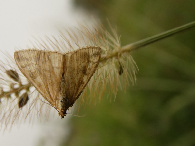 Lepidotteri del Parco del Roccolo da ID